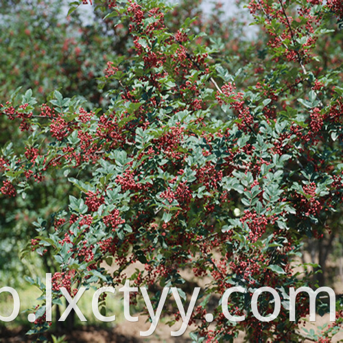 green sichuan pepper root